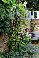 Obelisk with Clematis 'Gipsy Queen' underplanted with Nepeta 'Walker's Low', in bed by boundary brick wall topped with trellis