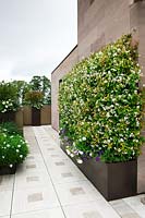 Trachelospermum jasminoides planted in raised bed and trained against a house wall
