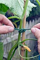 Tying-in a cucumber shoot