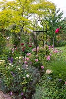 Pink Rosa 'Anne Boleyn' is trained up an obelisk in border with lupins, peonies and Erysimum 'Bowles Mauve'.