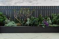 Detail of a raised garden bed with a mixed planting of grey, silver foliage plants and a small Frangipani tree that is putting on new growth.