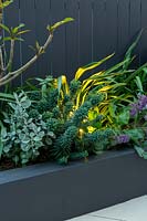 Detail of a mixed planting of hardy plants featuring a blue, green Euphorbia at night lit with a single uplight.