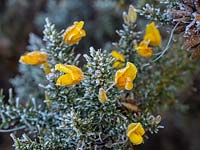 Ulex europaeus - Frost covered Gorse flowers