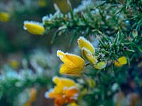 Ulex europaeus - Frost covered Gorse flowers in January. 