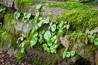 Umbilicus rupestris - Navelwort, Pennywort - growing in a mossy wall