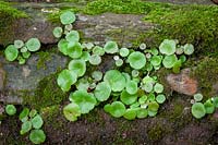 Umbilicus rupestris - Navelwort, Pennywort - grwoing in a mossy wall