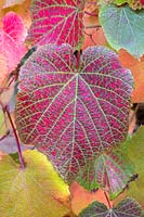 Vitis coignetiae - Crimson Glory Vine - leaf detail showing green veins