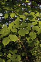 Ulmus minor - The English Elm often regenerates along hedgerows