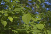 Ulmus minor - The English Elm often regenerates along hedgerows