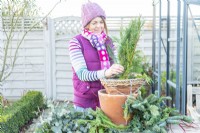 Woman placing conifer sprigs in the hanging basket