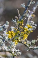 Xanthoria parietina Lichens growing on a branch in winter - January