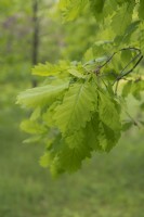 Quercus hartwissiana Strandzha oak