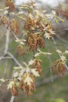 Quercus ilicifolia,  bear oak flowers