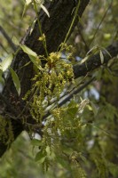 Quercus glandulifera konara oak flowers 