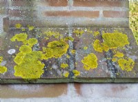 Xanthoria parietina -common orange lichen on garden wall
