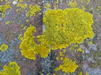 Xanthoria parietina -common orange lichen on garden wall

