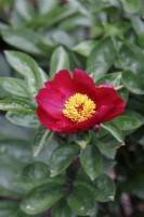 Paeonia lactiflora 'Rose of Delight'