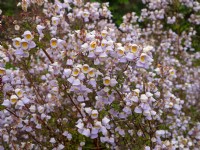 Jovellana violacea in flower May