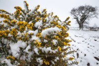 Ulex europaeus - Common gorse covered in snow
