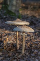 Macrolepiota procera mushrooms fruiting bodies in Autumn - September