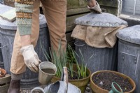 Creating a liquid feed for the garden using rotting vegetation in a hessian sack inside a bin. Adding the liquid to a watering can.