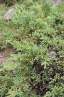 Juniperus horizontalis 'Prince of Wales' - Juniper