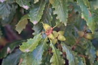 Sessile Oak - Quercus petraea