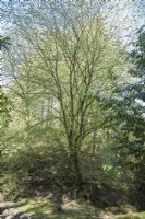 Ulmus x hollandica - Ulmus major - Dutch elm. Spring.
