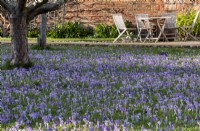 A carpet of Crocus tommasinianus, an early flowering variety in the walled garden.