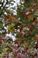 Autumn foliage of a Scarlet Oak, Quercus coccinea. Whitstone Farm, Devon NGS garden, autumn