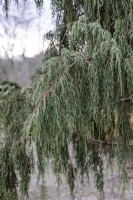 Juniperus recurva 'Castlewellan'