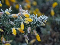 Ulex europacus Gorse in flower in mid winter covered in frost December