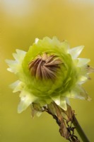 Xerochrysum bracteatum - golden everlasting or strawflower.