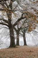 Quercus robur - Oak trees in the frost at RHS Wisley Gardens