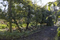 Apple tree, Malus Monarch, grow espalier, along a path. Regency House, Devon NGS garden. Autumn