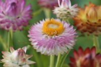 Xerochrysum bracteatum  'Tom Thumb Mix'  Dwarf everlasting flower  Strawflower  Syn. Helichrysum bracteatum  Bracteantha bracteata  July