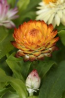 Xerochrysum bracteatum  'Tom Thumb Mix'  Dwarf everlasting flower  Strawflower  Syn. Helichrysum bracteatum  Bracteantha bracteata  August
