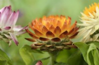 Xerochrysum bracteatum  'Tom Thumb Mix'  Dwarf everlasting flower  Strawflower  Syn. Helichrysum bracteatum  Bracteantha bracteata  August
