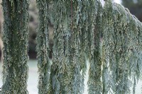 Xanthocyparis nootkatensis 'Green Arrow' - Nootka cypress foliage in the frost