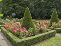Box framed parterre garden with Rosa 'Pretty Polly' and clipped yew at Swafield Hall Norfolk