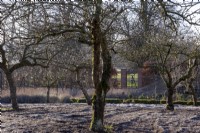 The orchard on a frosty morning at Redisham Hall Nurseries