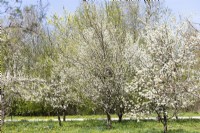 View into the orchard in the spring, spring April