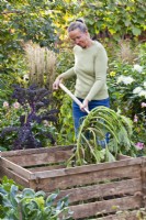 Woman composting spent courgette at the end of the growing season.