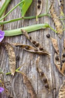 Harvesting Lathyrus odoratus - sweet pea seeds.