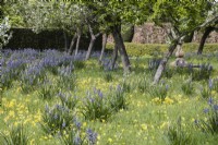 Camassias and cowslips in meadow in Orchard