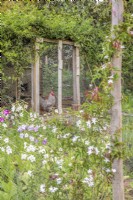 Chicken coop overgrown with passiflora edulis and nicotiana creeping across the fence in the foreground 