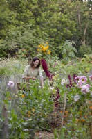 Gardener picking flowers surrounded by lavender, dahlias, amaranth and sunflowers