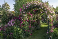 Rosa 'Ivor's Rose' trained onto pergola arch with pink Rosa 'Francois Juranville'. In bed on left, standard Rosa 'Bonica'.