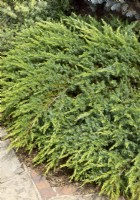 Juniperus rigida Schlager, spring May