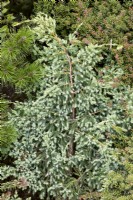 Juniperus squamata Holger, spring May